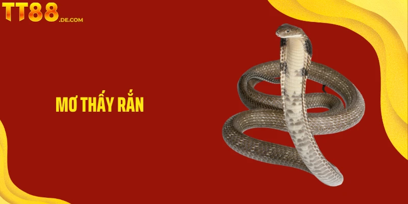 Mơ Thấy Rắn Mang Điềm Lành Hay Dữ Với Chủ Nhân Giấc Mơ - Yexor