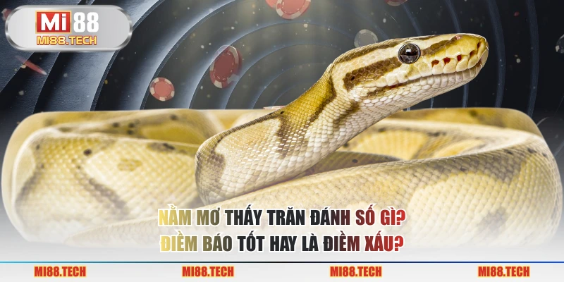 Nằm Mơ Thấy Trăn Đánh Số Gì? Điềm Báo Tốt Hay Là Điềm Xấu? - Yexor