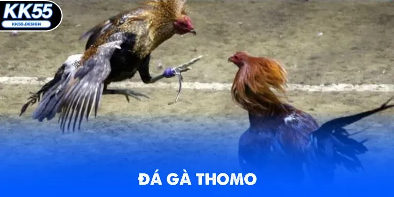 ĐÁ GÀ - kk55 - Yexor