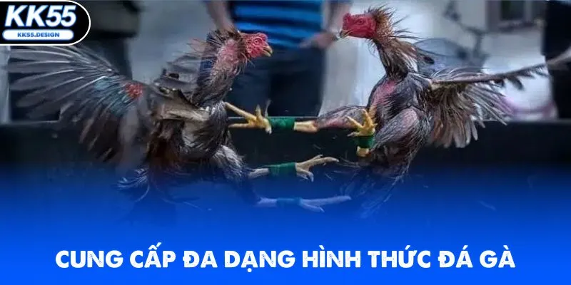 Đá Gà Thomo - Xem Live Các Trận Đấu Kịch Tính Tại KK55 - Yexor