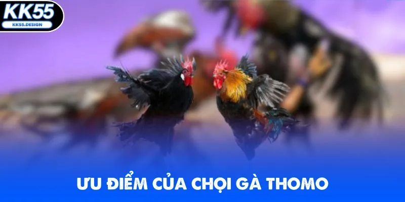 Đá Gà Thomo - Xem Live Các Trận Đấu Kịch Tính Tại KK55 - Yexor