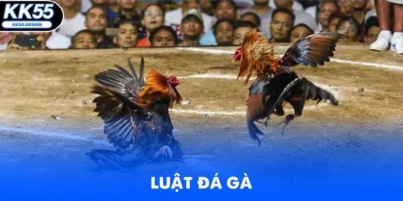 ĐÁ GÀ - kk55 - Yexor