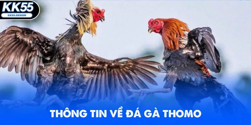 Đá Gà Thomo - Xem Live Các Trận Đấu Kịch Tính Tại KK55 - Yexor